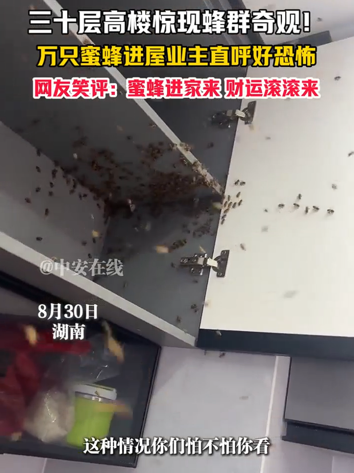 上万蜜蜂进家里筑巢上万蜜蜂进入家中筑巢确实是一个比较特殊且需要谨慎处理的情况。以下是一些建议